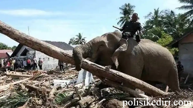 Viral Gajah Sumatra Bersihkan Tumpukan Kayu Pasca Banjir Aceh